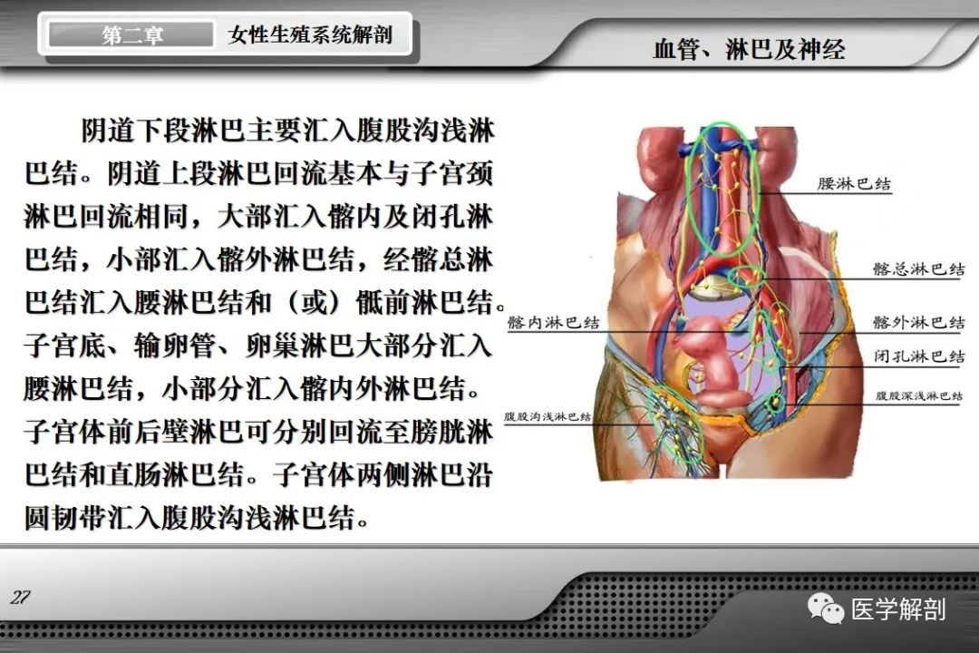 影像PPT - 【PPT】女性生殖系统解剖-26