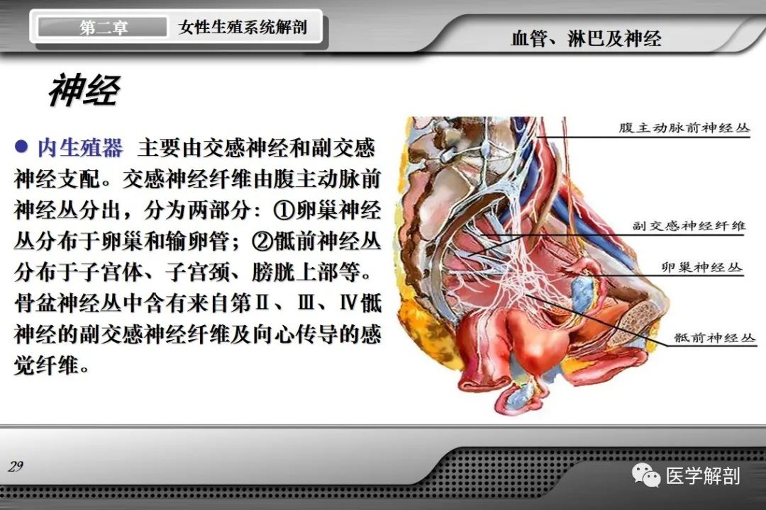 影像PPT - 【PPT】女性生殖系统解剖-28