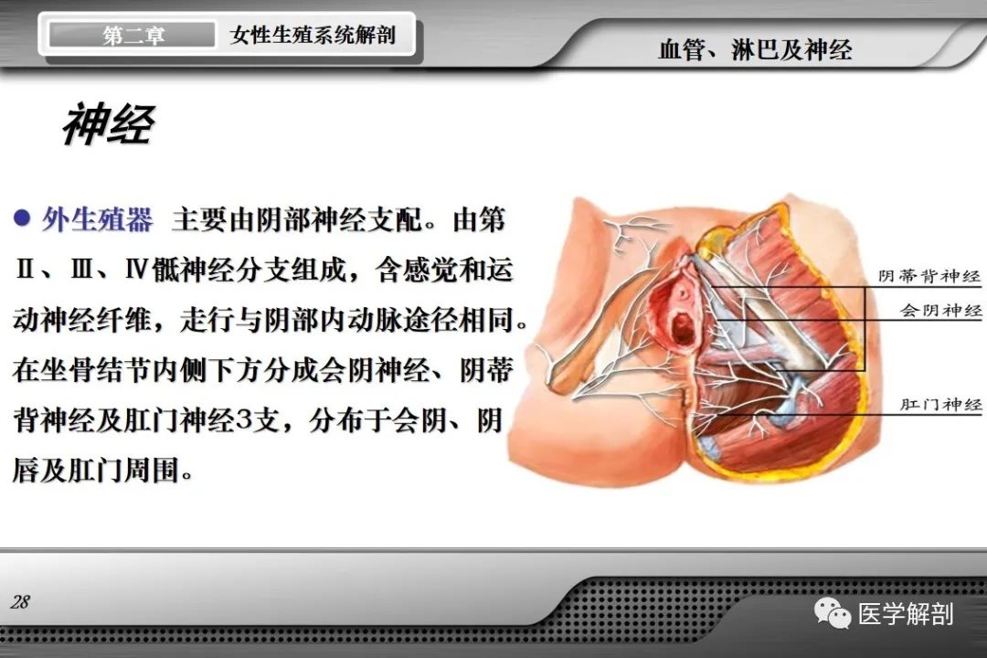 影像PPT - 【PPT】女性生殖系统解剖-27