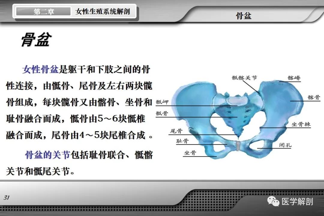 影像PPT - 【PPT】女性生殖系统解剖-30