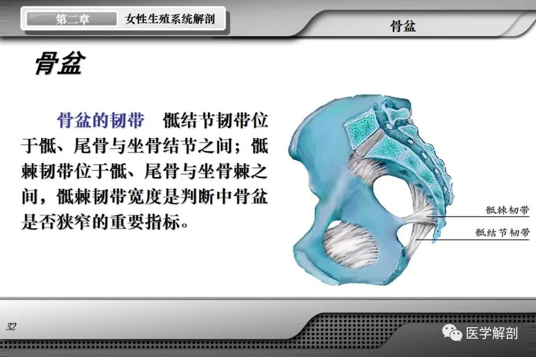 影像PPT - 【PPT】女性生殖系统解剖-31