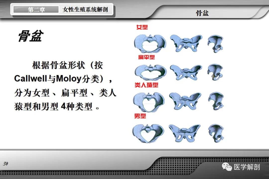 影像PPT - 【PPT】女性生殖系统解剖-33