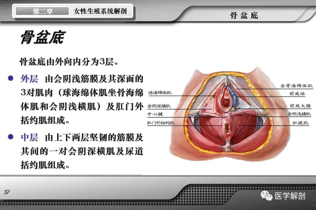 影像PPT - 【PPT】女性生殖系统解剖-36