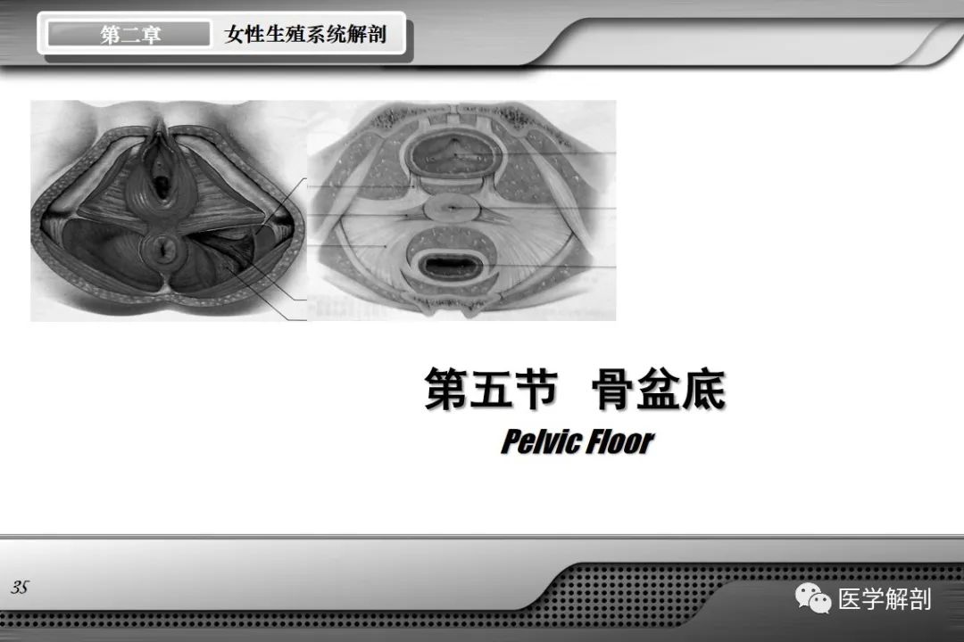 影像PPT - 【PPT】女性生殖系统解剖-34