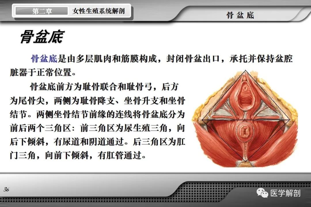 影像PPT - 【PPT】女性生殖系统解剖-35