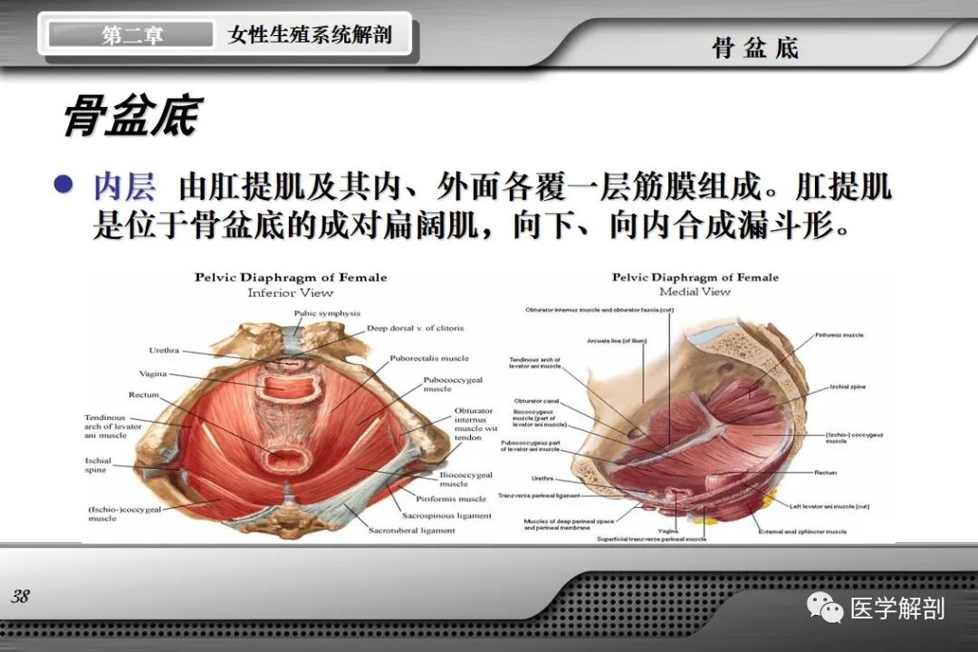 影像PPT - 【PPT】女性生殖系统解剖-37