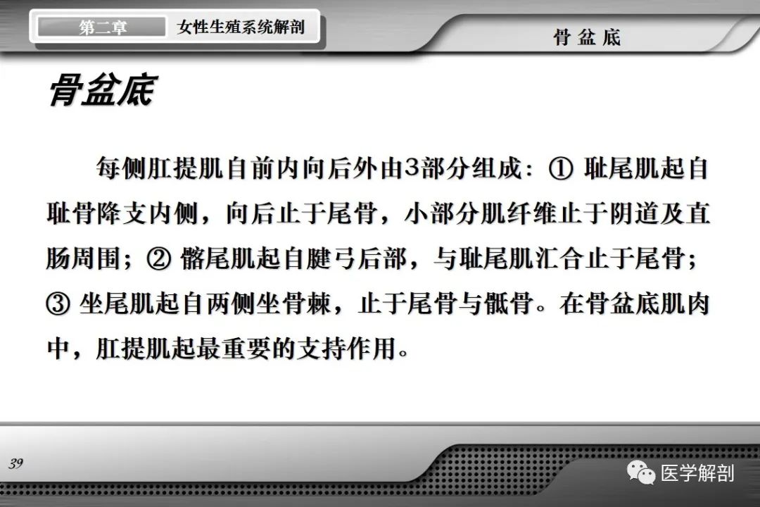 影像PPT - 【PPT】女性生殖系统解剖-38