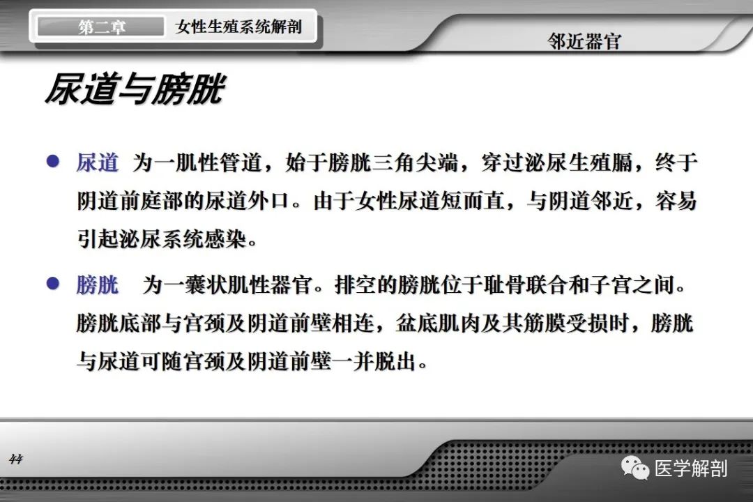 影像PPT - 【PPT】女性生殖系统解剖-43