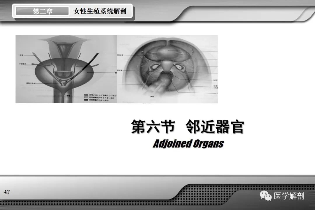 影像PPT - 【PPT】女性生殖系统解剖-41