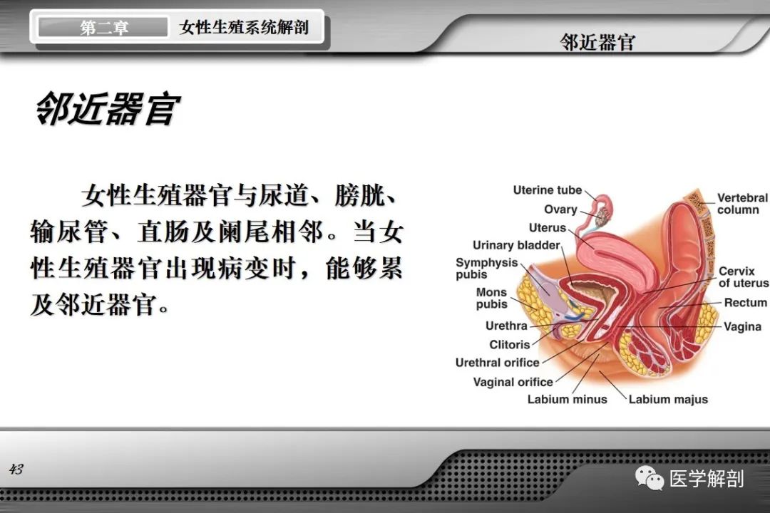 影像PPT - 【PPT】女性生殖系统解剖-42