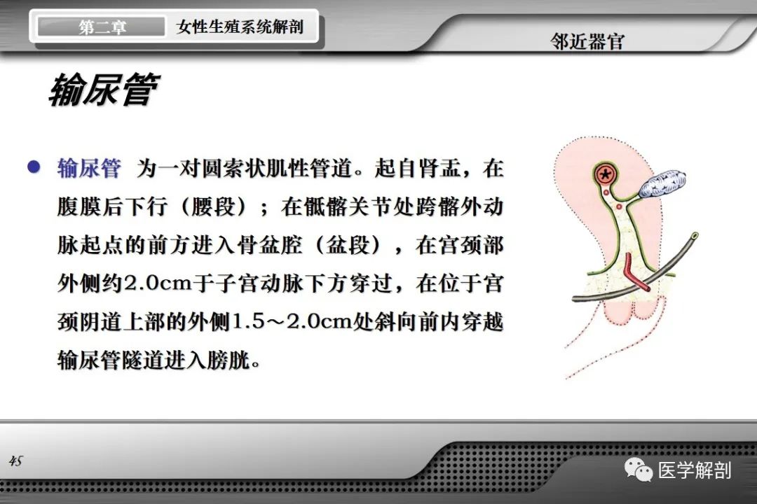 影像PPT - 【PPT】女性生殖系统解剖-44