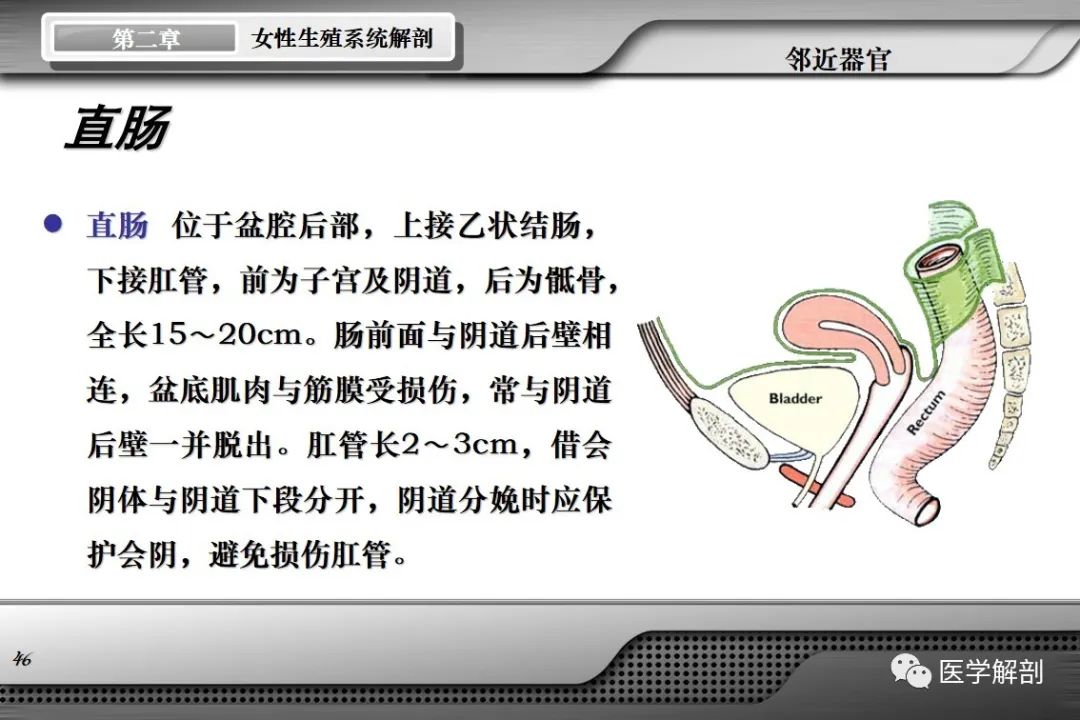 影像PPT - 【PPT】女性生殖系统解剖-45