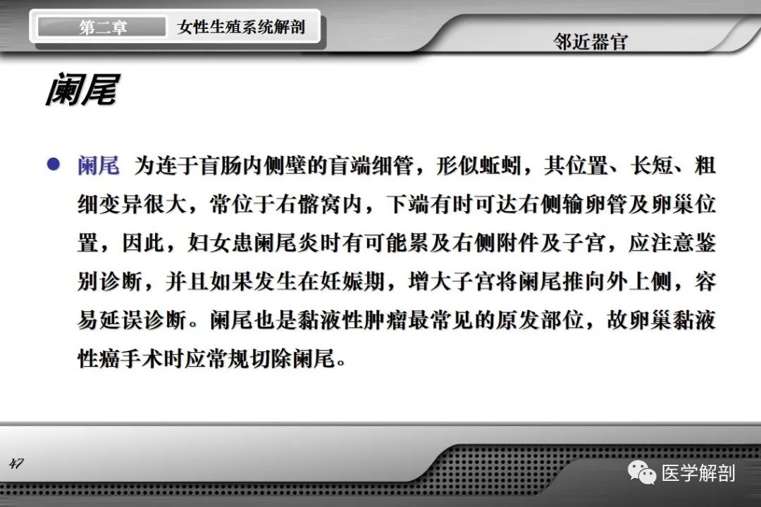 影像PPT - 【PPT】女性生殖系统解剖-46