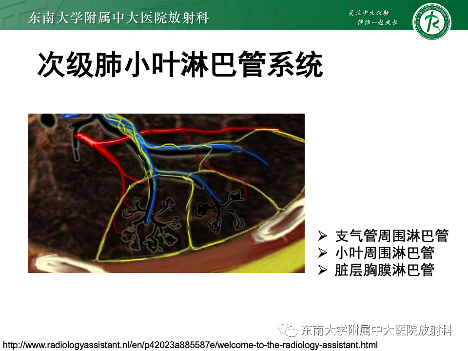 影像PPT - 【PPT】肺淋巴管周围结节-12