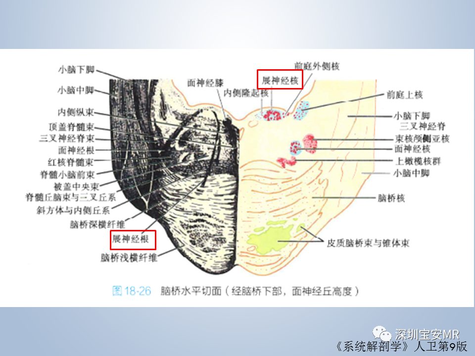 影像PPT - 【PPT】眼球运动障碍影像诊断-16