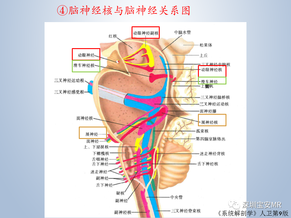 影像PPT - 【PPT】眼球运动障碍影像诊断-17
