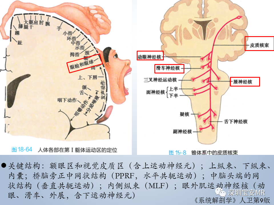 影像PPT - 【PPT】眼球运动障碍影像诊断-19