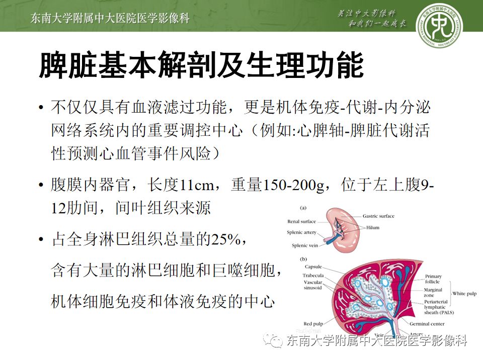 影像PPT - 【PPT】脾脏先天性异常-7