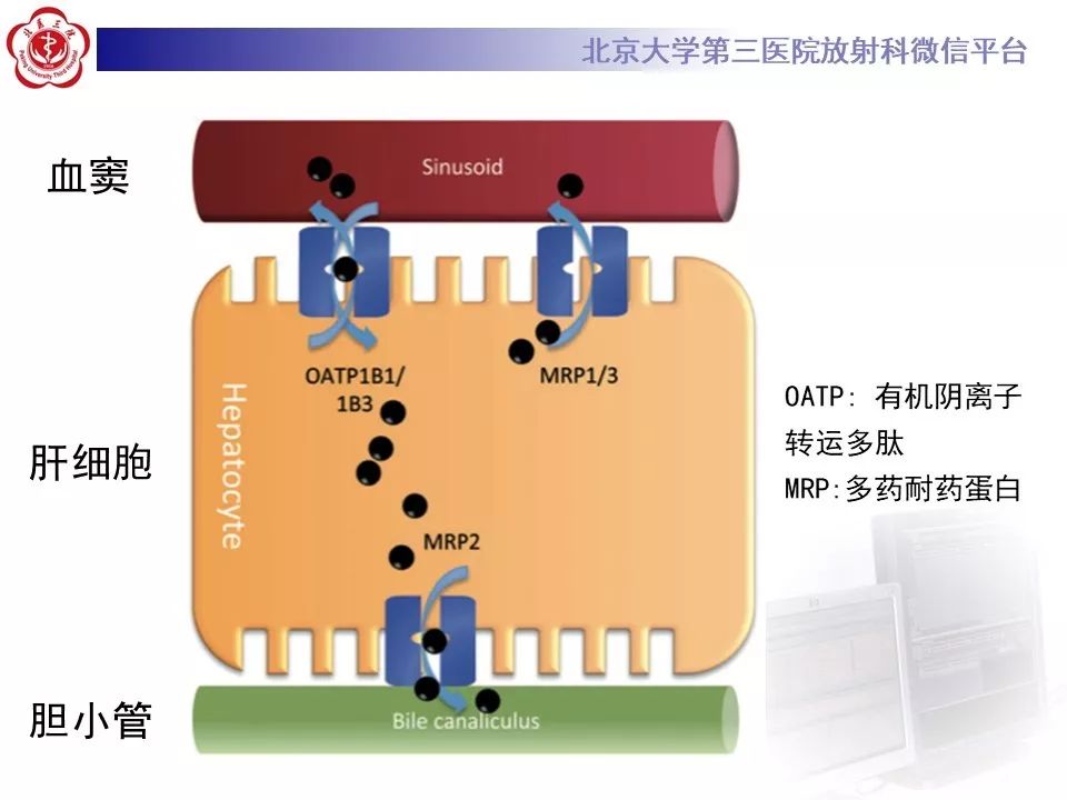 影像PPT - 【PPT】肝胆特异性对比剂的临床应用—肝局灶性病变-5