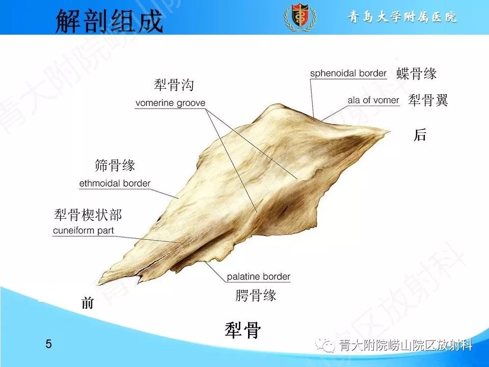 影像PPT - 【PPT】鼻中隔解剖及发育变异-5