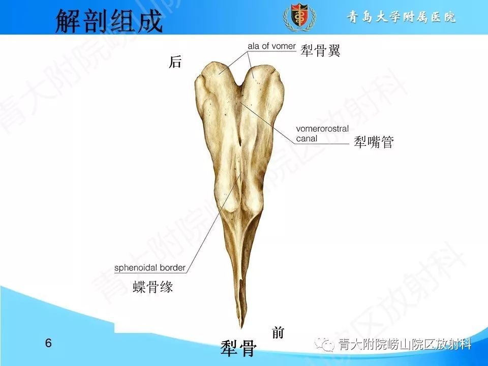 影像PPT - 【PPT】鼻中隔解剖及发育变异-6