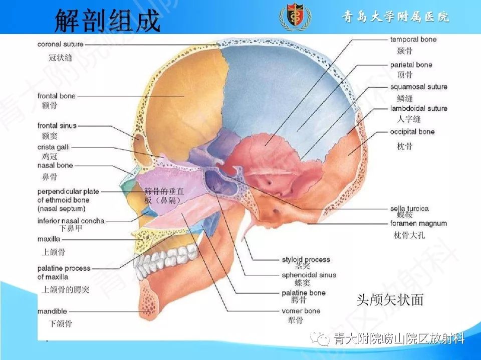 影像PPT - 【PPT】鼻中隔解剖及发育变异-7
