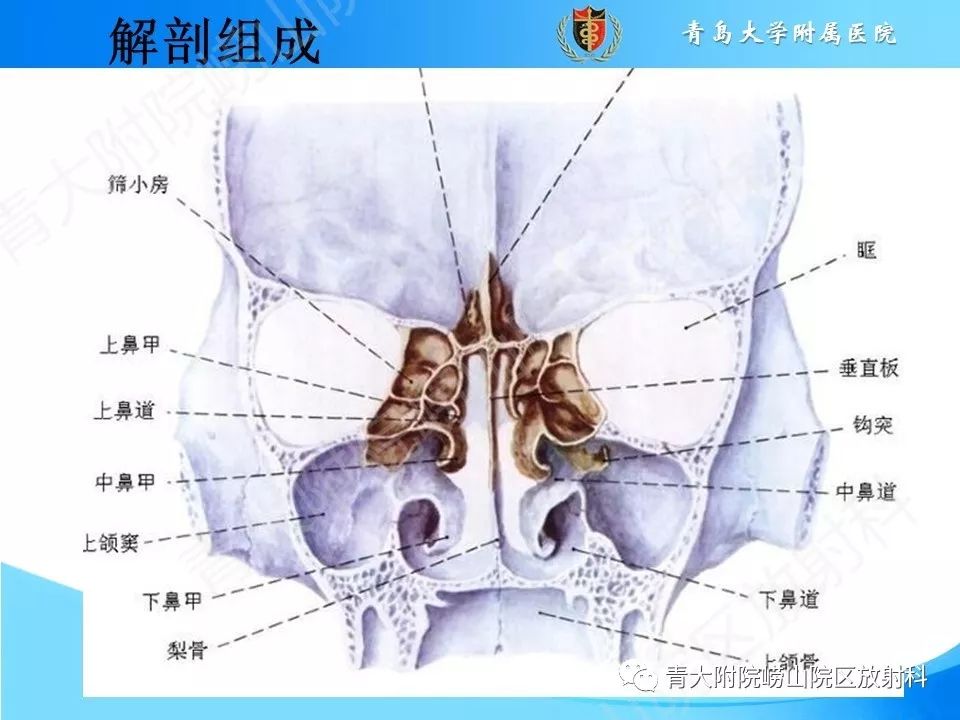 影像PPT - 【PPT】鼻中隔解剖及发育变异-8