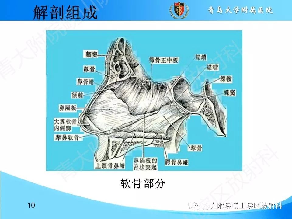 影像PPT - 【PPT】鼻中隔解剖及发育变异-10