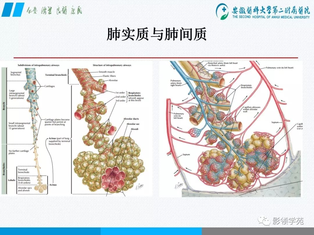 影像PPT - 【PPT】间质性肺炎病理及影像认识-4 影像PPT - 【PPT】间质性肺炎病理及影像认识-4