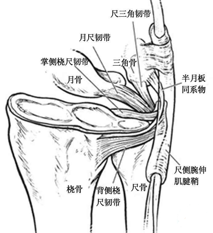 影像PPT - 三角纤维软骨复合体-4