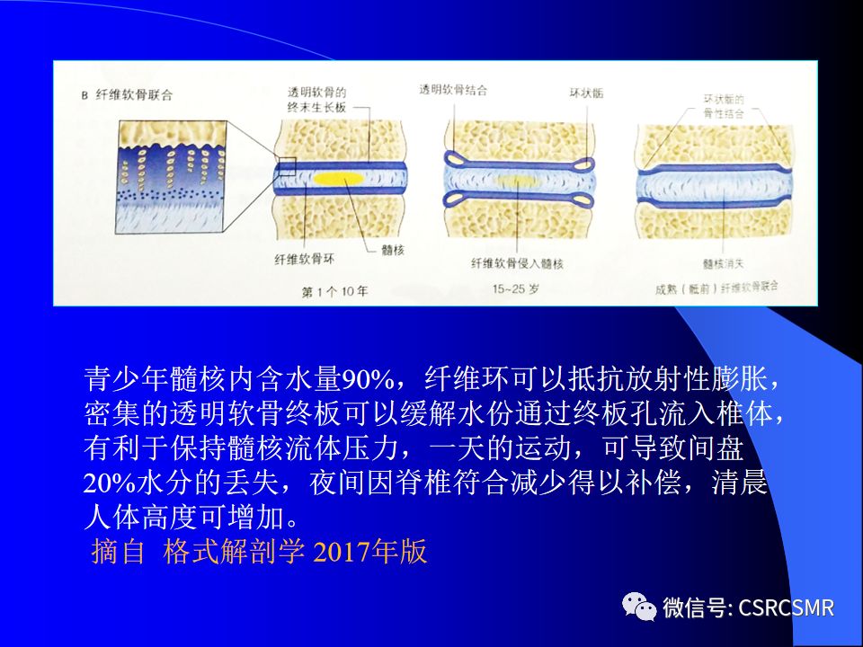 影像PPT - 【PPT】椎间盘发育、退变与病变MRI表现-15