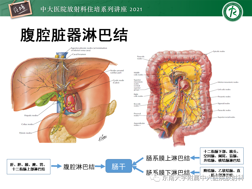 影像PPT - 【PPT】腹部淋巴结分区及影像分析-9