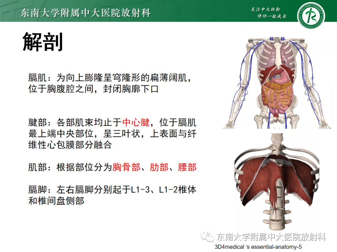 影像PPT - 【PPT】膈肌相关病变-3