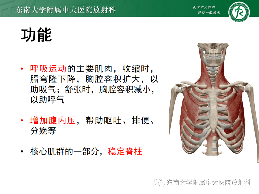 影像PPT - 【PPT】膈肌相关病变-7