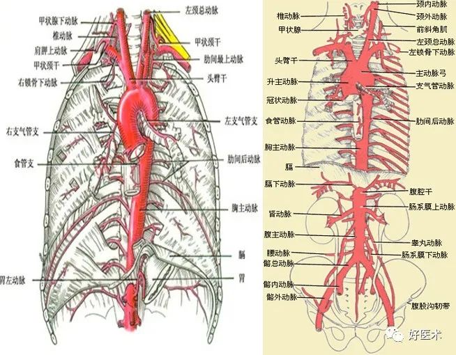 影像PPT - 血管解剖、起止点高清图-2 影像PPT - 血管解剖、起止点高清图-2