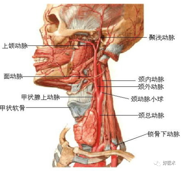 影像PPT - 血管解剖、起止点高清图-3 影像PPT - 血管解剖、起止点高清图-3