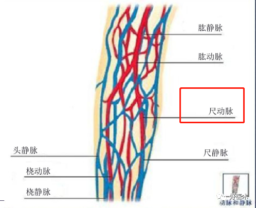 影像PPT - 血管解剖、起止点高清图-8 影像PPT - 血管解剖、起止点高清图-8