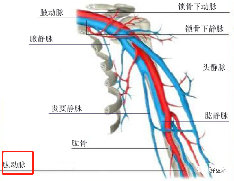 影像PPT - 血管解剖、起止点高清图-7 影像PPT - 血管解剖、起止点高清图-7