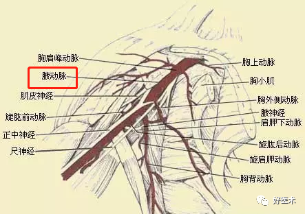 影像PPT - 血管解剖、起止点高清图-6 影像PPT - 血管解剖、起止点高清图-6