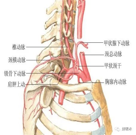影像PPT - 血管解剖、起止点高清图-5 影像PPT - 血管解剖、起止点高清图-5