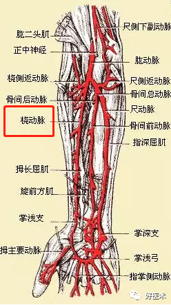 影像PPT - 血管解剖、起止点高清图-11 影像PPT - 血管解剖、起止点高清图-11