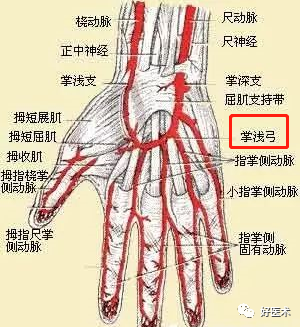 影像PPT - 血管解剖、起止点高清图-9 影像PPT - 血管解剖、起止点高清图-9