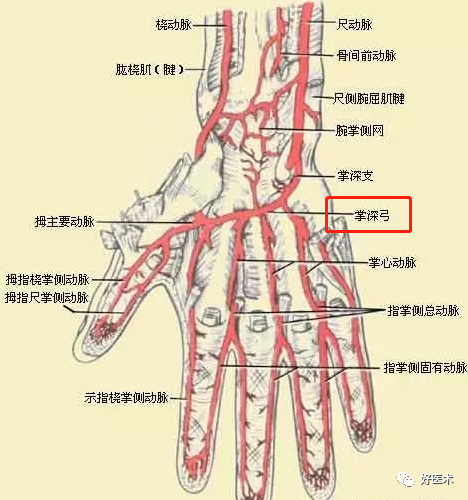 影像PPT - 血管解剖、起止点高清图-10 影像PPT - 血管解剖、起止点高清图-10
