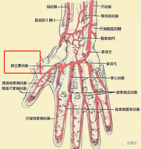 影像PPT - 血管解剖、起止点高清图-13 影像PPT - 血管解剖、起止点高清图-13