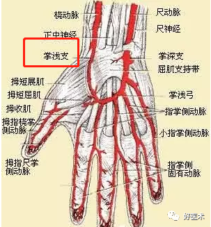 影像PPT - 血管解剖、起止点高清图-12 影像PPT - 血管解剖、起止点高清图-12