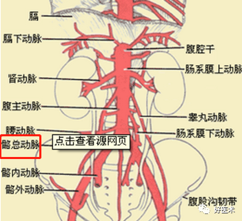 影像PPT - 血管解剖、起止点高清图-15 影像PPT - 血管解剖、起止点高清图-15