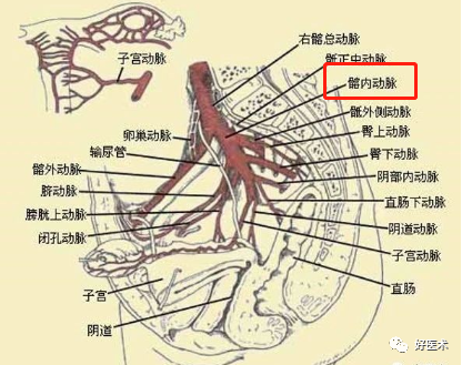 影像PPT - 血管解剖、起止点高清图-16 影像PPT - 血管解剖、起止点高清图-16