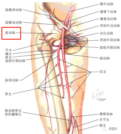影像PPT - 血管解剖、起止点高清图-19 影像PPT - 血管解剖、起止点高清图-19