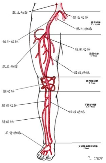 影像PPT - 血管解剖、起止点高清图-18 影像PPT - 血管解剖、起止点高清图-18