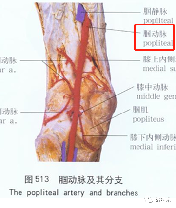 影像PPT - 血管解剖、起止点高清图-20 影像PPT - 血管解剖、起止点高清图-20